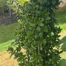 Photo of the plant species Holly Osmanthus by @FunnyCatmint48 named Athena on Greg, the plant care app