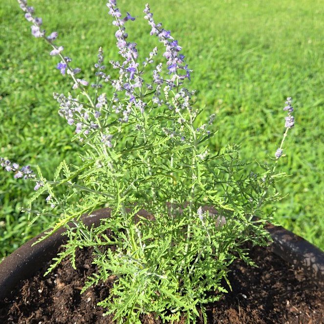 Photo of the plant species Mealycup Sage by @GemBuroak48 named Messi on Greg, the plant care app