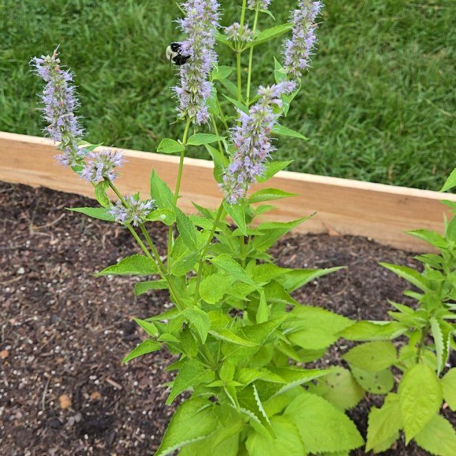 Photo of the plant species Anise-Hyssop by @GemBuroak48 named Hamilton on Greg, the plant care app