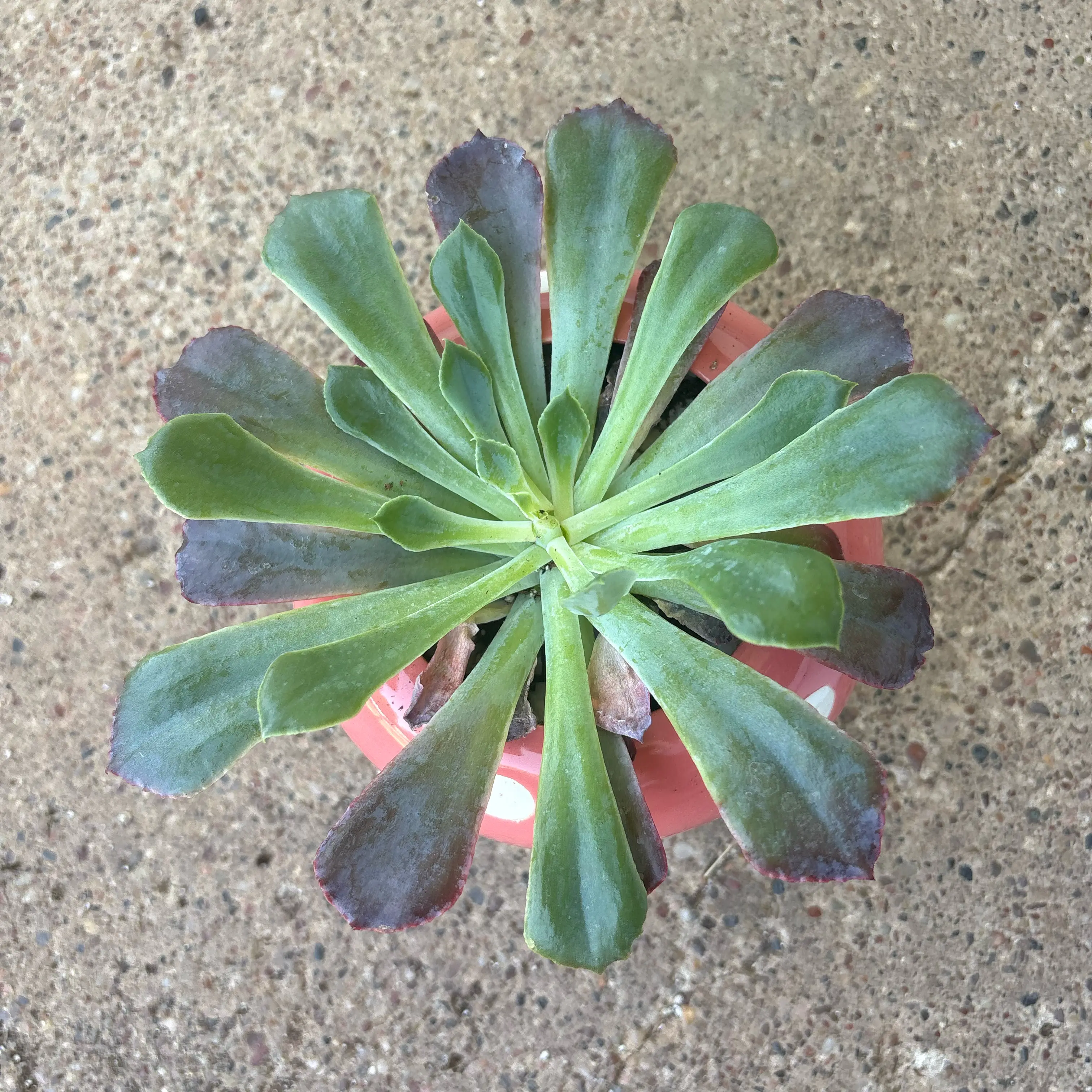 Photo of the plant species Echeveria 'Neon Breakers' by @ZanyAssamtea80 named Novamita on Greg, the plant care app