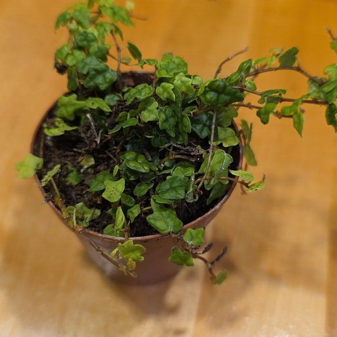 Photo of the plant species Mini Oakleaf Creeping Fig by @HotMatgrass98 named Gaga on Greg, the plant care app