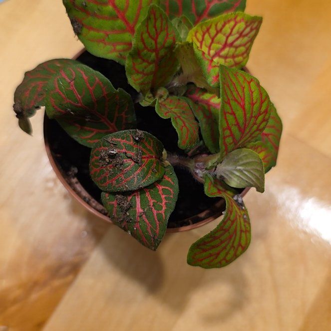 Photo of the plant species Nerve Plant by @HotMatgrass98 named Treeyoncé on Greg, the plant care app