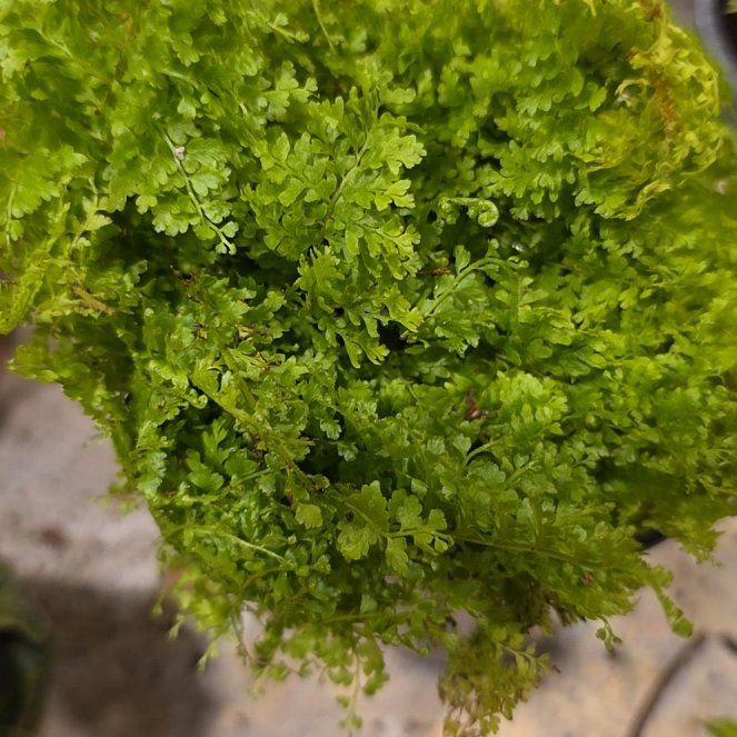 Photo of the plant species Cotton Candy Fern by @HotMatgrass98 named Bigleef Smalls on Greg, the plant care app