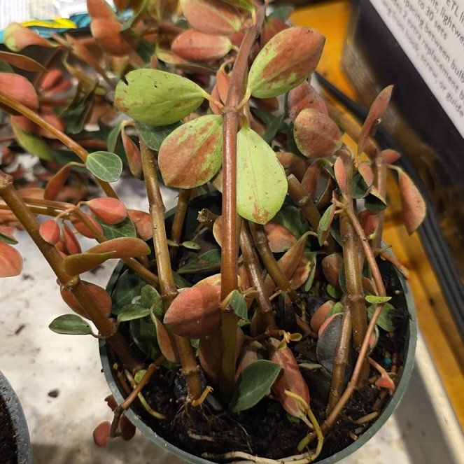 Photo of the plant species Peperomia verticillata 'Red Log' by @HotMatgrass98 named Diana on Greg, the plant care app