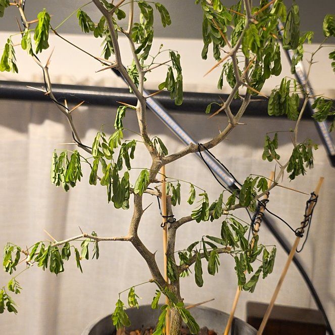Photo of the plant species Brazilian Rain Tree by @HotMatgrass98 named Queen on Greg, the plant care app