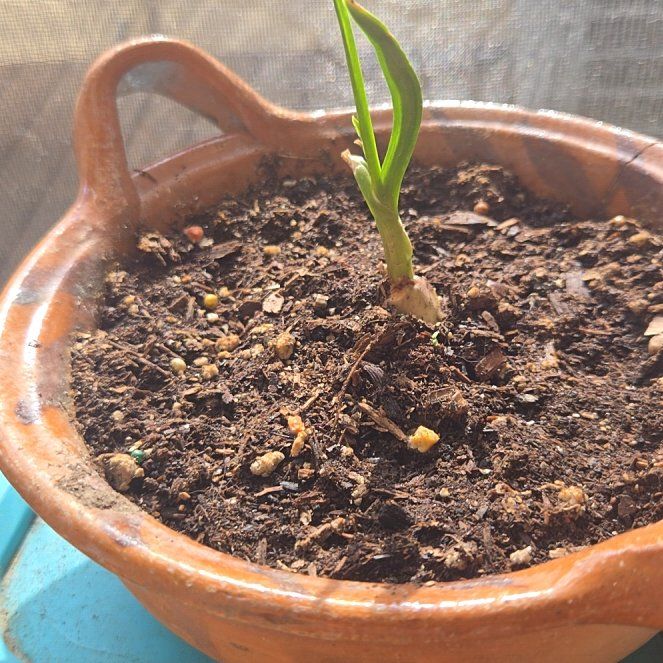 Photo of the plant species Allium Sativum by @NewKohleria41 named Keanu Leaves on Greg, the plant care app