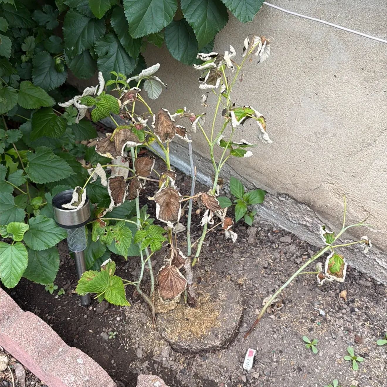 Photo of the plant species Red Raspberry by @ZanyRedhill7 named Rosey on Greg, the plant care app