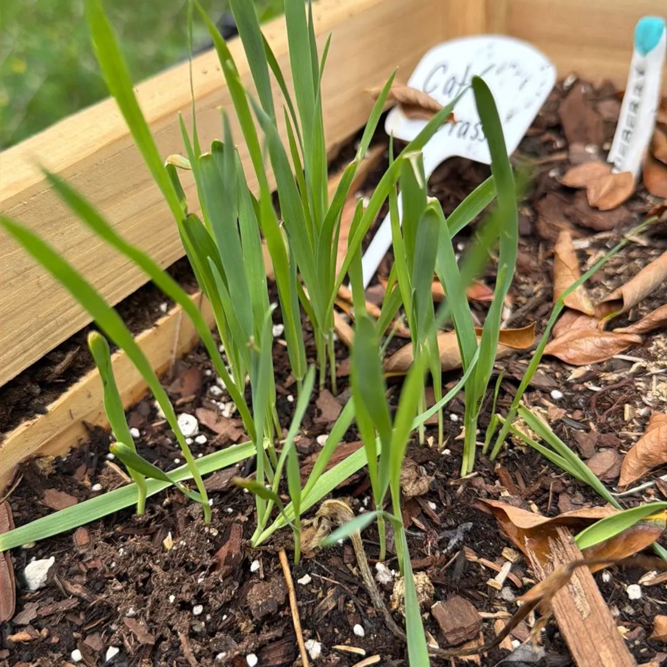 Photo of the plant species cat grass by @ZanyRedhill7 named Carl on Greg, the plant care app
