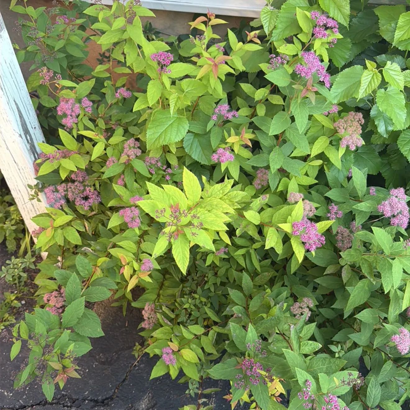 Photo of the plant species Japanese Meadowsweet by @ZanyRedhill7 named Treeyoncé on Greg, the plant care app
