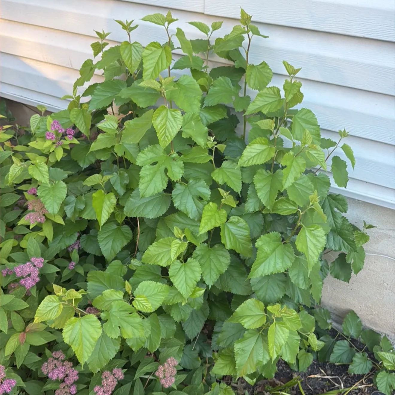 Photo of the plant species White Mulberry by @ZanyRedhill7 named Demi on Greg, the plant care app