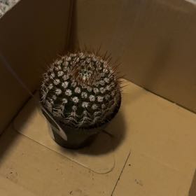 Photo of the plant species Mammillaria Melanocentra by @WinWaxvine32 named Coco on Greg, the plant care app