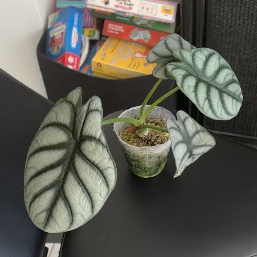 Photo of the plant species Alocasia Baginda Silver Dragon by @MotherPansy named Doja Cat on Greg, the plant care app