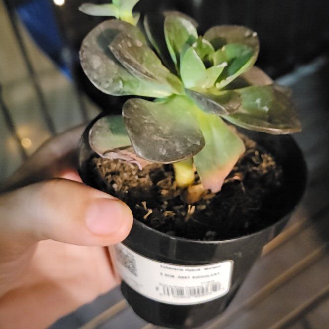 Photo of the plant species Echeveria 'Melaco' by @SturdyFlamevine named Remington on Greg, the plant care app