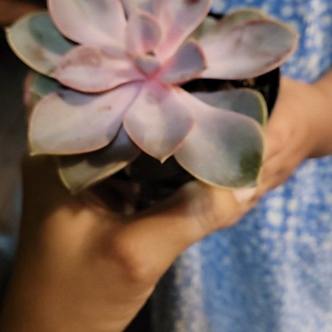 Photo of the plant species Echeveria 'Pink Perle von Nurnberg' by @SturdyFlamevine named Aria on Greg, the plant care app