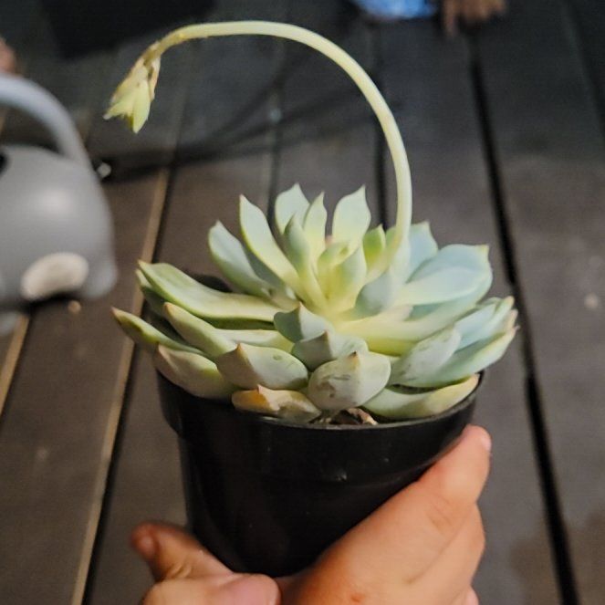 Photo of the plant species Echeveria 'Blue Rose' by @SturdyFlamevine named Angler Plant on Greg, the plant care app