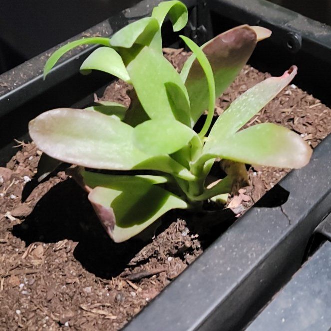 Photo of the plant species Kalanchoe 'Little Dragon' by @SturdyFlamevine named Ronaldo on Greg, the plant care app