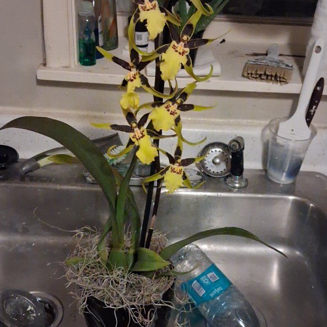 Photo of the plant species Dancing-Lady Orchid by @ExactApple53 named Tree Diddy on Greg, the plant care app