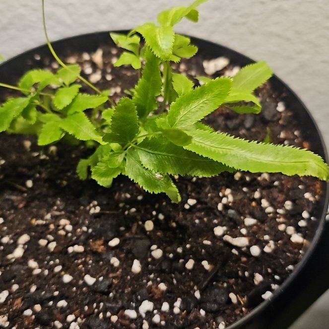 Photo of the plant species Ribbon Fern by @SpecialPlain86 named Khaleesi on Greg, the plant care app