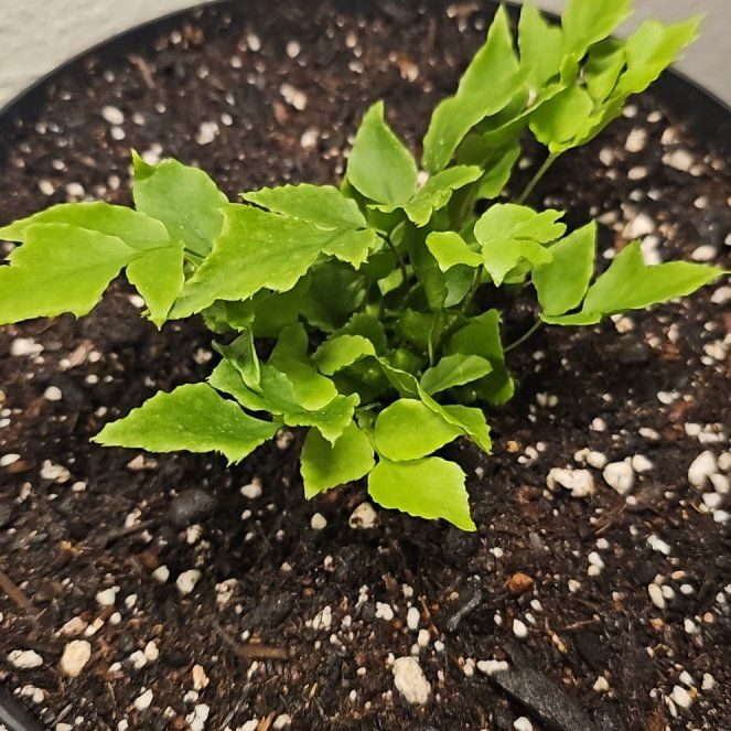 Photo of the plant species House Holly-Fern by @SpecialPlain86 named Michelle Branch on Greg, the plant care app