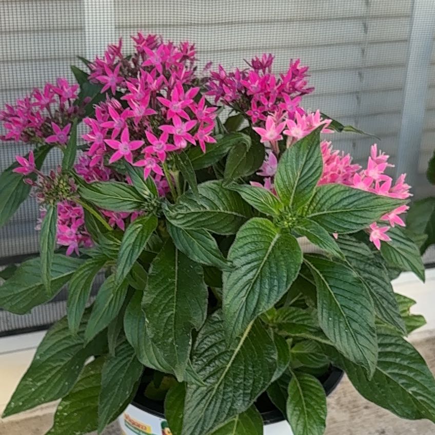 Photo of the plant species Egyptian Starcluster by @IntensePotato87 named Beyonce on Greg, the plant care app