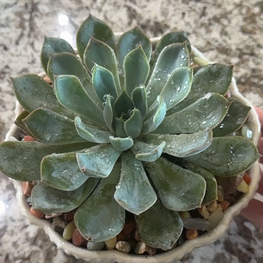 Photo of the plant species Echeveria 'summer' by @AngelicPeony45 named Demi on Greg, the plant care app