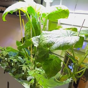 Photo of the plant species Cucumber by @KindBeech91 named Miley on Greg, the plant care app