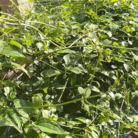 Photo of the plant species Sweet Autumn Virginsbower by @LordCashew9 named Beckham on Greg, the plant care app