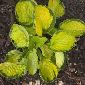 Photo of the plant species Hosta 'Guacamole' by @LordCashew9 named Queen on Greg, the plant care app