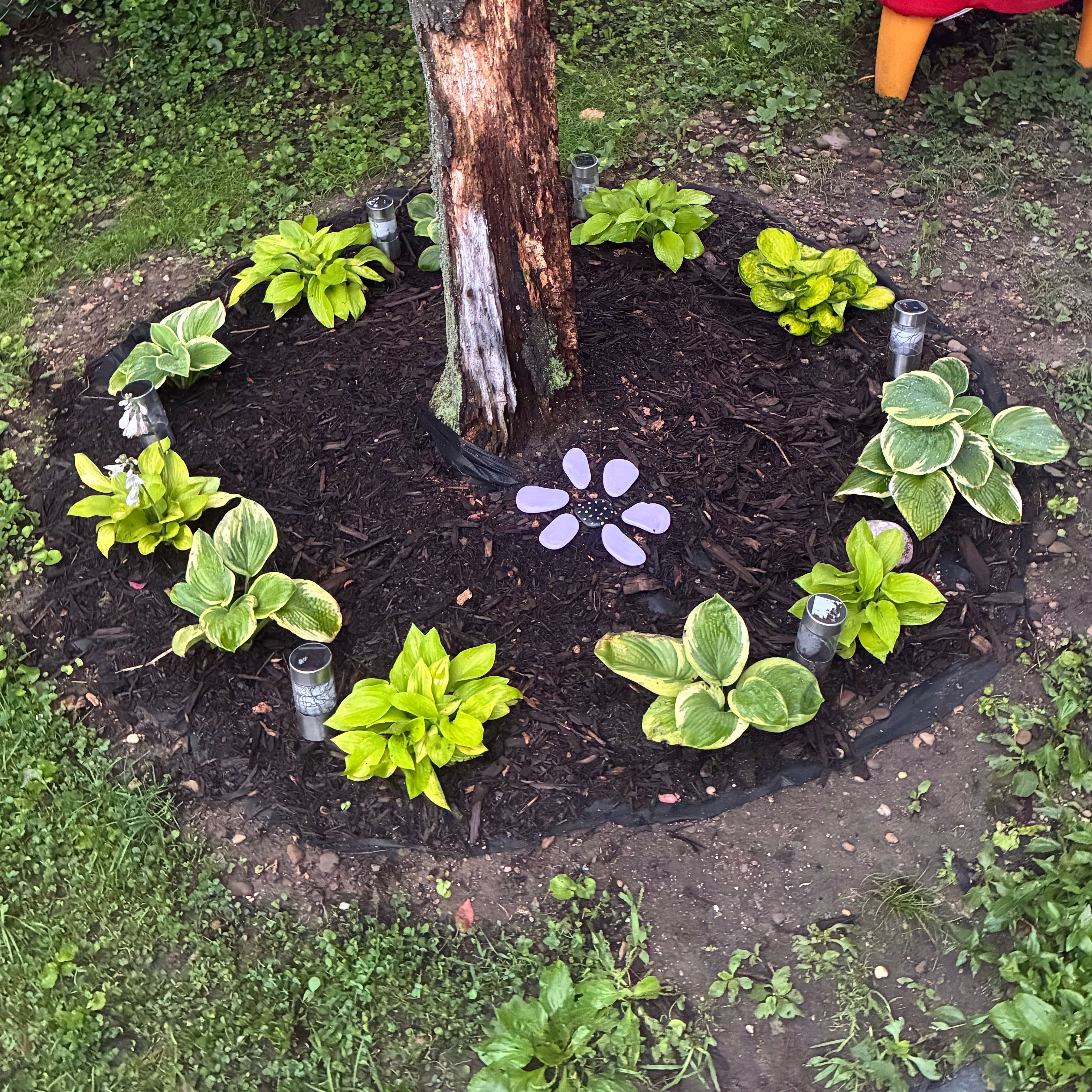 Photo of the plant species Hostas by @LordCashew9 named Ulysses S Plant on Greg, the plant care app