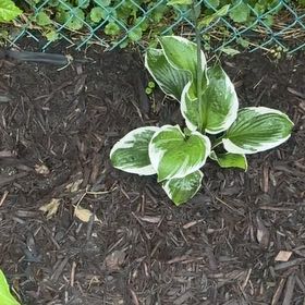 Photo of the plant species Hosta 'Minute Man' by @LordCashew9 named Kesha on Greg, the plant care app