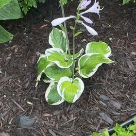 Photo of the plant species Hosta 'Patriot' by @LordCashew9 named Nithin on Greg, the plant care app