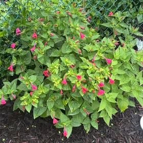 Photo of the plant species Four O'clock by @LordCashew9 named Sol on Greg, the plant care app