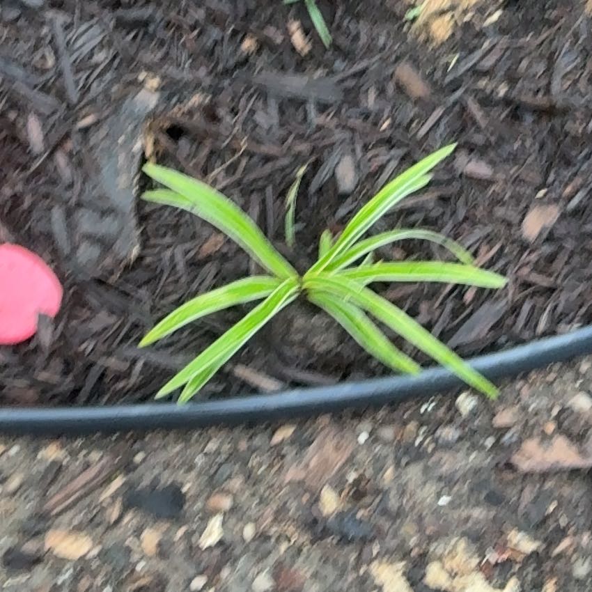 Photo of the plant species Lilyturf by @LordCashew9 named Denali on Greg, the plant care app