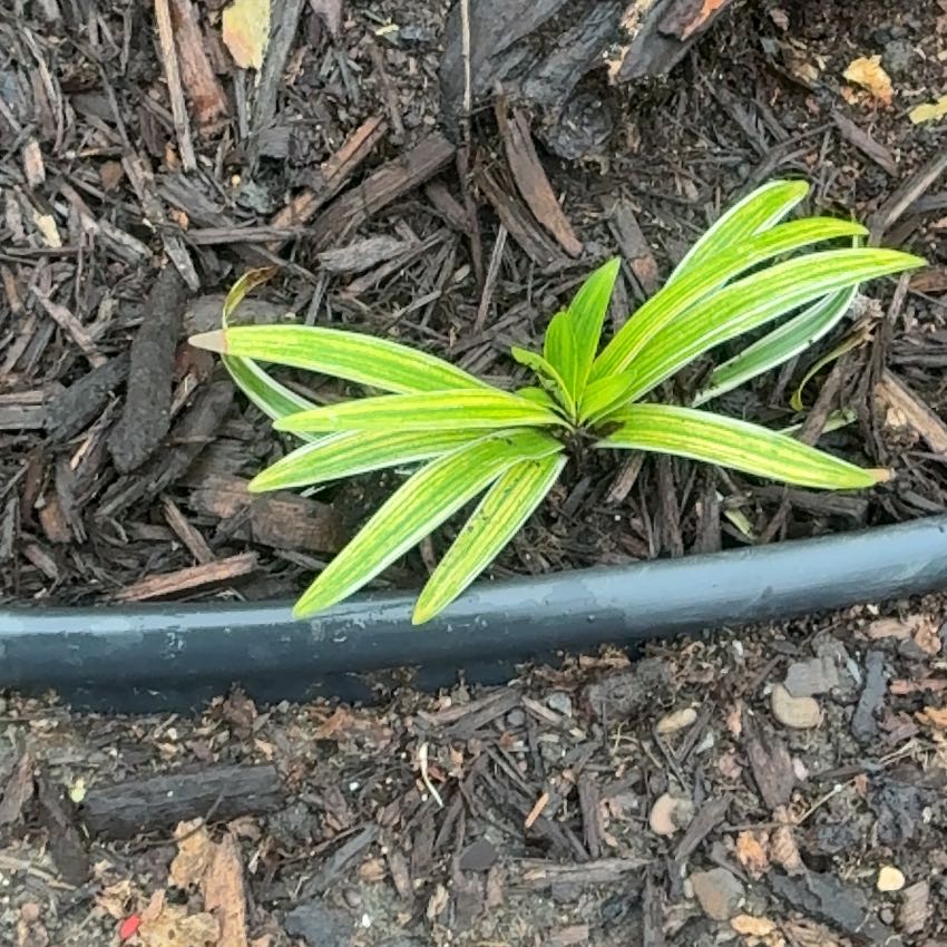 Photo of the plant species Lilyturf by @LordCashew9 named Navajo on Greg, the plant care app