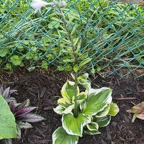 Photo of the plant species Hosta 'Patriot' by @LordCashew9 named Captain Plant-it on Greg, the plant care app