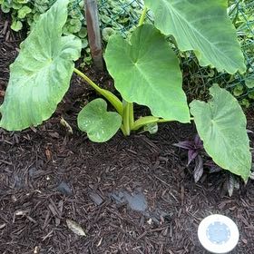 Photo of the plant species Elephant Ears by @LordCashew9 named Kendall on Greg, the plant care app