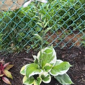 Photo of the plant species Hosta 'Patriot' by @LordCashew9 named ChloroPhil on Greg, the plant care app