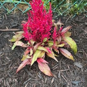 Photo of the plant species Dragons Breath by @LordCashew9 named Bigleef Smalls on Greg, the plant care app