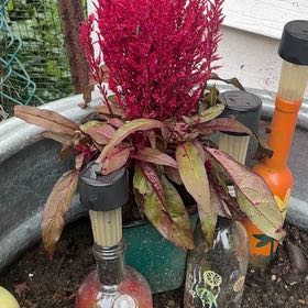 Photo of the plant species Dragons Breath by @LordCashew9 named Tupot amaroot on Greg, the plant care app