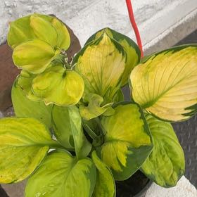 Photo of the plant species Hosta 'Gold Standard' by @LordCashew9 named Austen on Greg, the plant care app