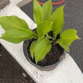 Photo of the plant species Hosta by @LordCashew9 named Bella on Greg, the plant care app