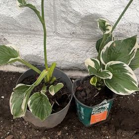Photo of the plant species Hosta 'Patriot' by @LordCashew9 named Miley on Greg, the plant care app