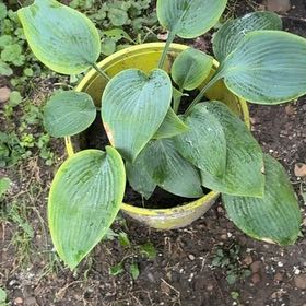 Photo of the plant species Hosta 'Halcyon' by @LordCashew9 named Winston on Greg, the plant care app