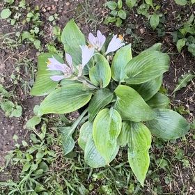 Photo of the plant species Hosta 'Honeybells' by @LordCashew9 named Figyonce on Greg, the plant care app