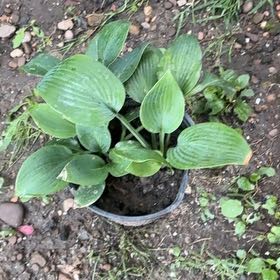 Photo of the plant species Hosta 'Halcyon' by @LordCashew9 named Darwin on Greg, the plant care app