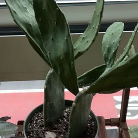 Photo of the plant species Cochineal Cactus by @AdmirableIvy40 named Marley on Greg, the plant care app