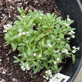 Photo of the plant species Sweet Alyssum by @BubblySoursop57 named Queen on Greg, the plant care app