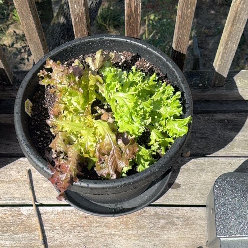 Photo of the plant species Romaines by @UncommonJade8 named Le chuga on Greg, the plant care app