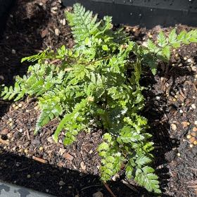 Photo of the plant species Korean Rock Fern by @UncommonJade8 named Squid Games on Greg, the plant care app