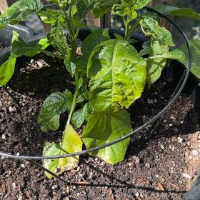 Photo of the plant species Red Habanero by @UncommonJade8 named Haba De Niro on Greg, the plant care app
